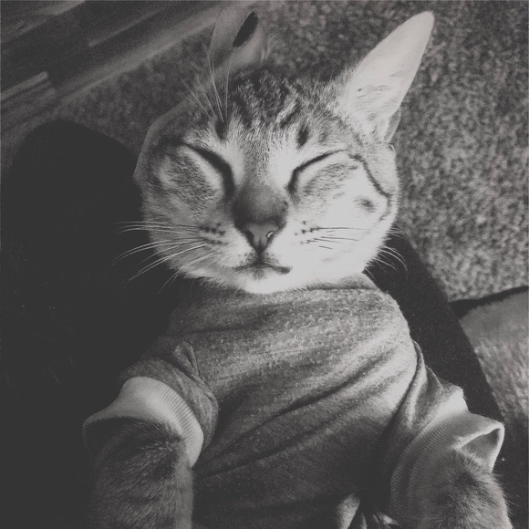 Meet your Posher, Reese - Picture 4 of 4